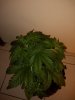 GSC (2).jpg