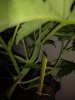 GSC (3).jpg