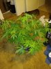 IMG_20191109_204223029.jpg