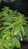 IMG-20191114-WA0014.jpg