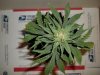 day 53 (seed #2) pic 1.jpg