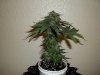 day 53 (seed #2) pic 2.jpg