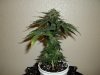 day 53 (seed #2) pic 3.jpg