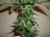 day 53 (seed #2) pic 4.jpg