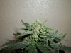 day 53 (seed #2) pic 5.jpg