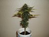 day 46 (seed #3) pic 2.jpg