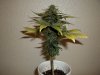 day 46 (seed #3) pic 3.jpg