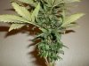 day 46 (seed #3) pic 4.jpg