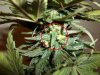 day 46 (seed #3) pic 5.jpg