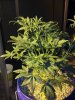 2013-05-03_21-50-56_241.jpg