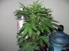 Baby Fruit getting her jizzel on 003.JPG