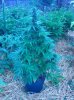 blue mystic d67.jpg