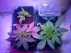 bothplants.jpg bothplants.jpg