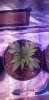 Mephisto chemdogg completed