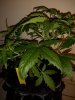 3gal Zkittlez (3).jpg