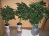 clones update 018.JPG