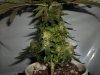 day 55 (seed #2) pic 2.jpg