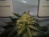 day 55 (seed #2) pic 3.jpg