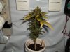 day 48 (seed #3) pic 1.jpg