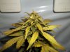 day 48 (seed #3) pic 2.jpg