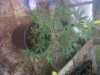 IMG-20130506-00266.jpg