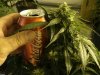 AK49 Cola.jpg AK49 Cola.jpg