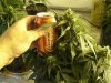 Russian Rocket Fuel Cola.jpg Russian Rocket Fuel Cola.jpg