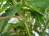 Hermie plant.jpg