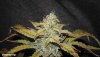 cookies mama-2614.jpg cookies mama-2614.jpg