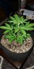 First time grower using a 4x4x6