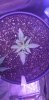 Super skunk seedstockers completed