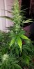 2 weeks before harvest