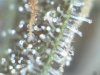 upclose TD_MZ_ST (87).jpg