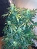 5-9-13 #1.jpg