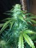5-9-13 #2.jpg
