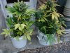 DSC00393.jpg