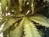 DSCF0007.jpg