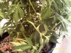 DSCF0008.jpg