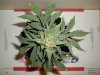 day 62 (seed #2) pic 1.jpg