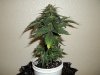 day 62 (seed #2) pic 2.jpg