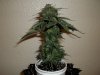 day 62 (seed #2) pic 3.jpg