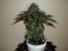 day 62 (seed #2) pic 4.jpg
