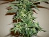 day 62 (seed #2) pic 5.jpg