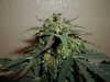 day 62 (seed #2) pic 6.jpg