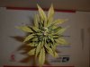 day 55 (seed #3) pic 1.jpg