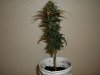 day 55 (seed #3) pic 2.jpg