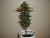 day 55 (seed #3) pic 3.jpg