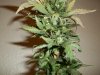 day 55 (seed #3) pic 4.jpg