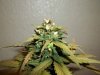 day 55 (seed #3) pic 5.jpg