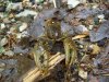 CRAWDAD_5-10-13 3.jpg